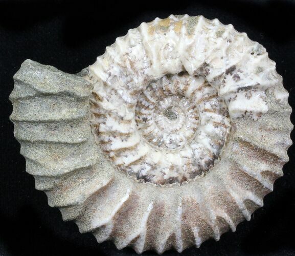 Pavlovia Ammonite Fossil - Siberia #29753